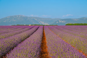 Lavendelblüten in der Provence an einem Sommertag