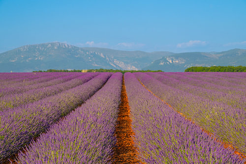 Lavendel in bloei in de Provence op een zomerdag