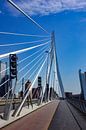 Erasmus Brücke Rotterdam von ticus media Miniaturansicht