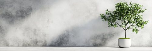 Bonsai in witte pot tegen lichte muur met textuur panorama