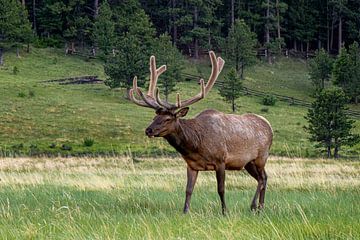 Elk in Colorado, United States by Adelheid Smitt
