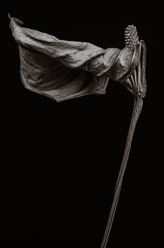 Getrocknete Flamingoblume - Anthurium