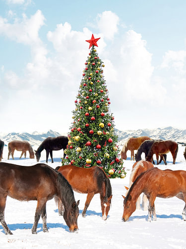 Die Pferde des Weihnachts's