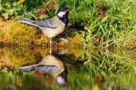 Great Tit (Parus major)