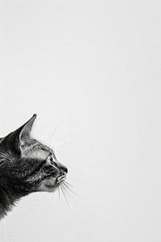 Chat curieux sur Poster Art Shop