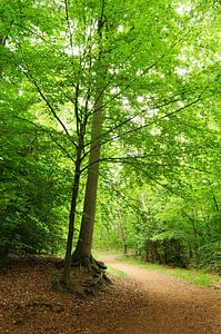 Forêt au printemps