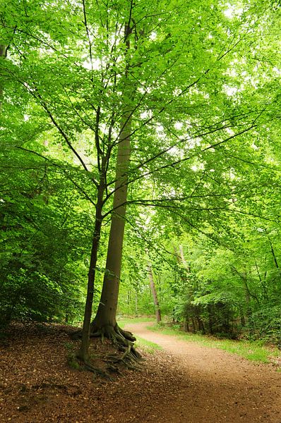 Forêt au printemps par Corinne Welp