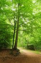 Bos in het voorjaar van Corinne Welp thumbnail