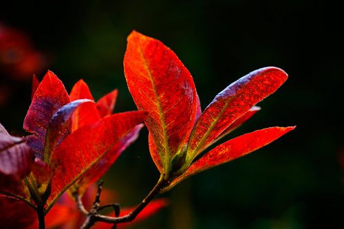 Vers le soleil
