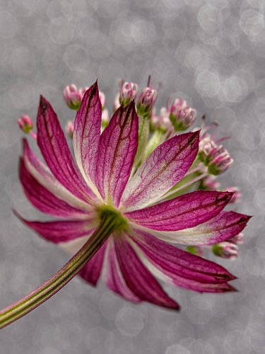 Zeeuws knoopje met grijstinten op de achtergrond