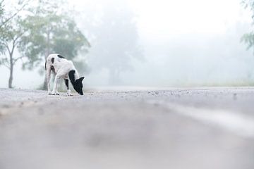 een mooie hond in de mist