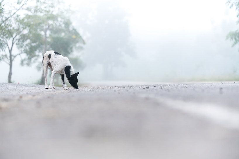 een mooie hond in de mist van Marcel Derweduwen