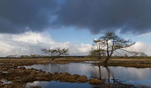 Heide en ven