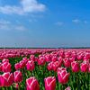 Tulpen in de Flevopolder von Han Kedde