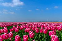 Tulpen in de Flevopolder