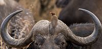 Buffel met vogel op zijn kop Zuid Afrika van John Stijnman thumbnail