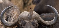 Buffel met vogel op zijn kop Zuid Afrika