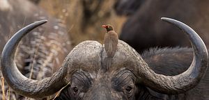 Buffle avec oiseau à l'envers Afrique du Sud