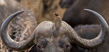Buffalo with bird upside down South Africa by John Stijnman