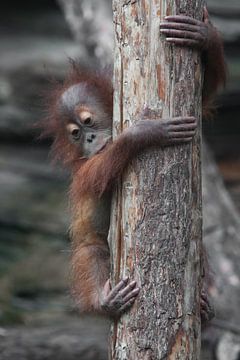 a cautious look down. Independent baby orangutan cautiously and cautiously descends the trunk of a t by Michael Semenov