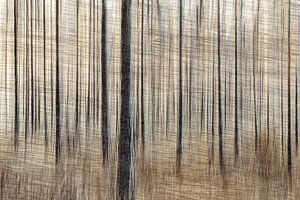 Forêt graphique