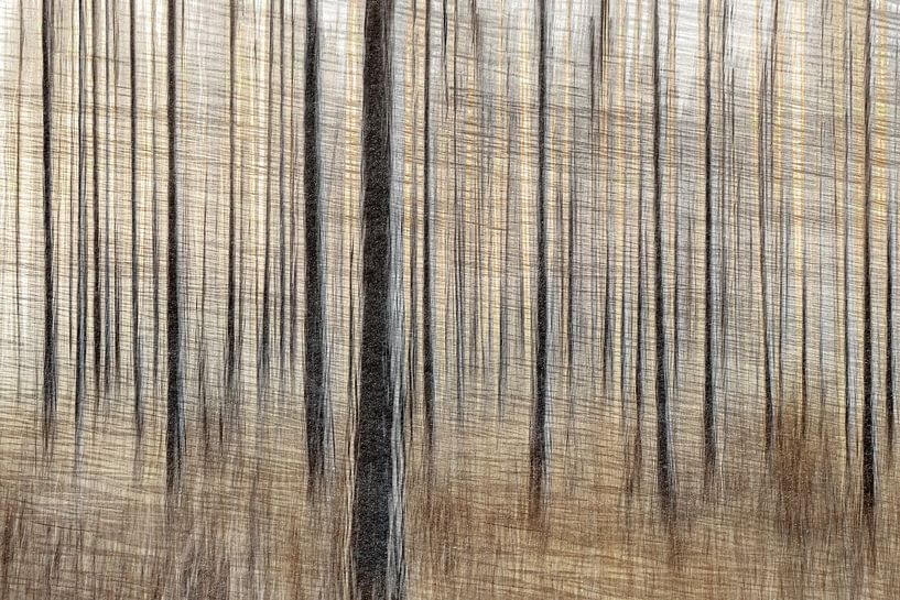 Forêt graphique par Yanuschka | Fotografie Noordwijk
