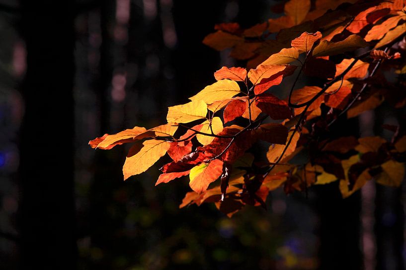 Beech by Thomas Jäger