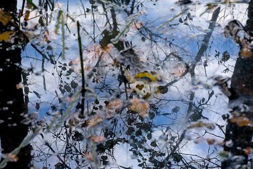 Weerspiegeling van wolken en bomen in het water