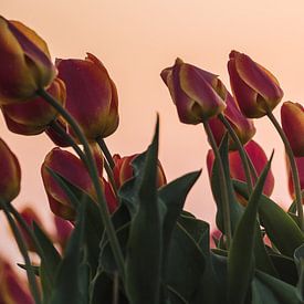 Tulpen bei Sonnenuntergang von Rick Ouwehand
