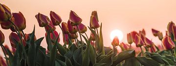 Tulpen bij zonsondergang van Rick Ouwehand