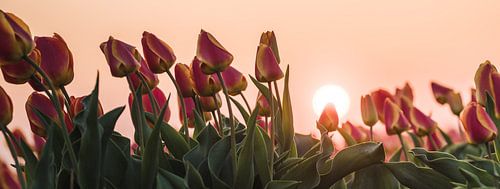 Tulips at sunset