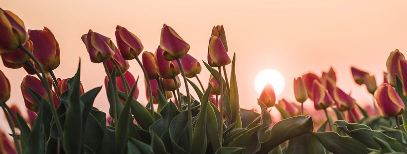 Tulips at sunset by Rick Ouwehand