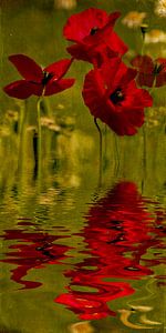 Mohnwasser