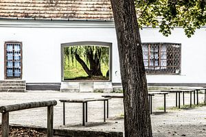 Blick auf den Baum vom Innenhof aus