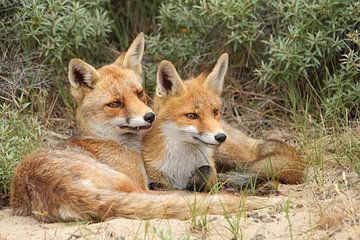 Foxes - love -  by Arnold van der Horst