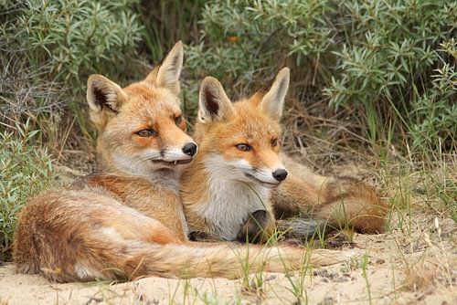 Foxes - love - 