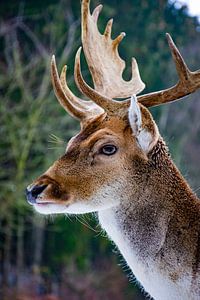 Cerf à Vijlen sur Wendy Paul