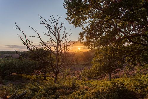 Zonsondergang boven de paarse heide op de Posbank