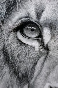 Leeuwenoog in Monochrome Focus