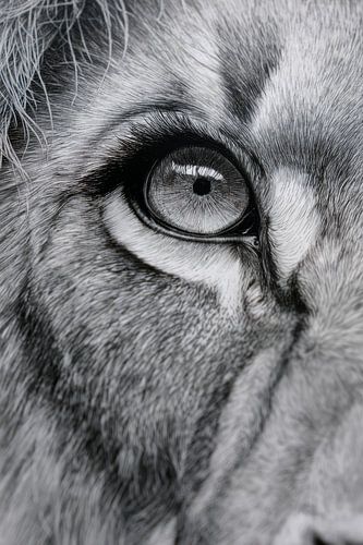 Lion's Eye in Monochrome Focus