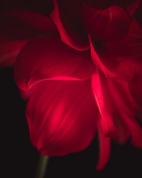 Perfect red petal dark & moody van Sandra Hazes