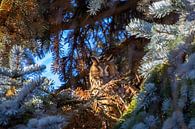 Ransuil tussen besneeuwde takjes bij zonsondergang van Michelle Peeters thumbnail