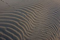 Frühaufsteher durch den Sand, Sonnenaufgang Ameland