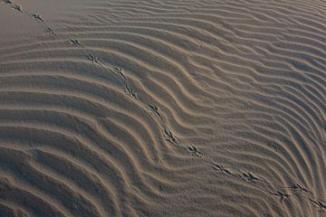 Oiseau précoce à travers le sable, lever de soleil Ameland sur Bianca Fortuin