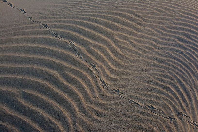 Oiseau précoce à travers le sable, lever de soleil Ameland par Bianca Fortuin