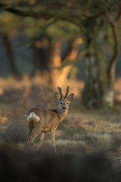 Roe Deer ( Capreolus capreolus ), strong buck in velvet, regrowing antlers, at the edge of a forest, van wunderbare Erde