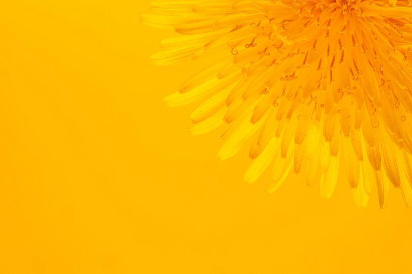 Cheerful yellow dandelion by Judith Spanbroek-van den Broek