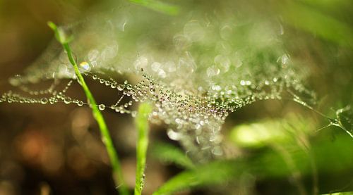 Grass web with drops