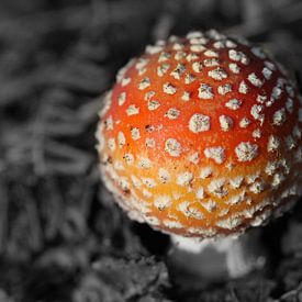 Small white spotted red mushroom von Jan van Kemenade