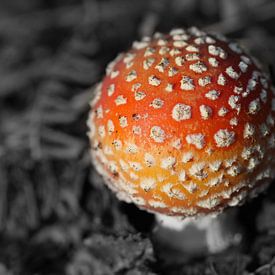 Kleine paddestoel rood met witte stippen van Jan van Kemenade